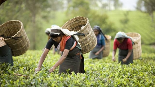 Tudtad? - Dilmah -Tea